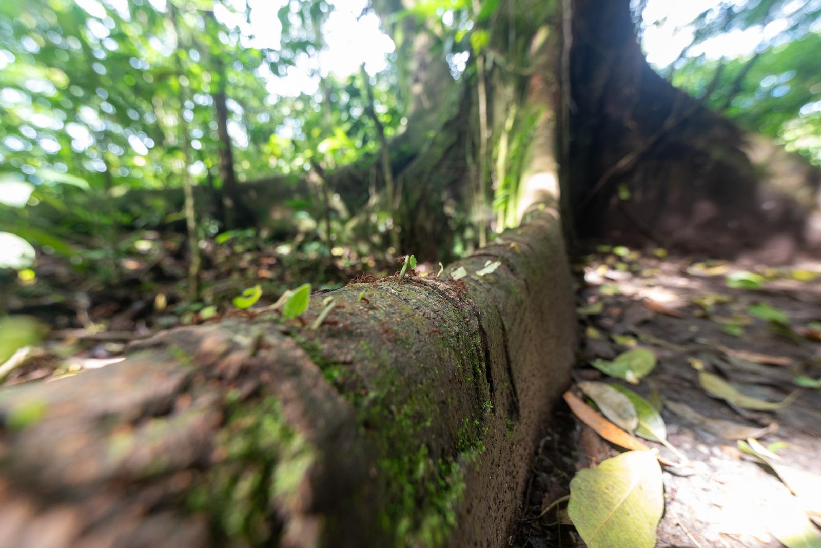 Arenal volcano hike photo 4