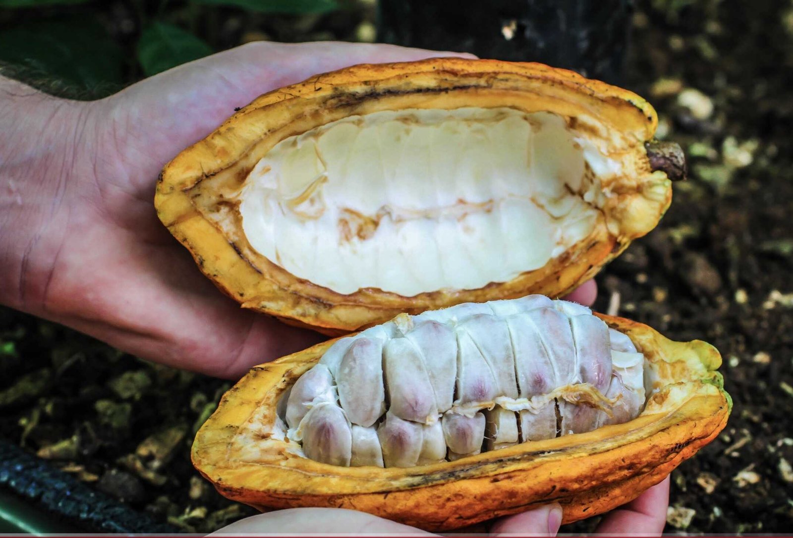 Arenal Chocolate Tour 4