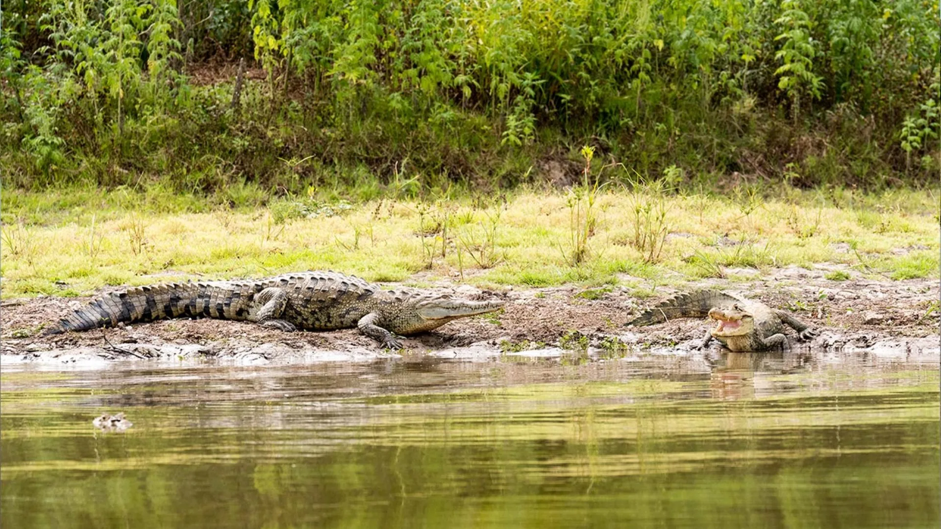 Caño Negro 5