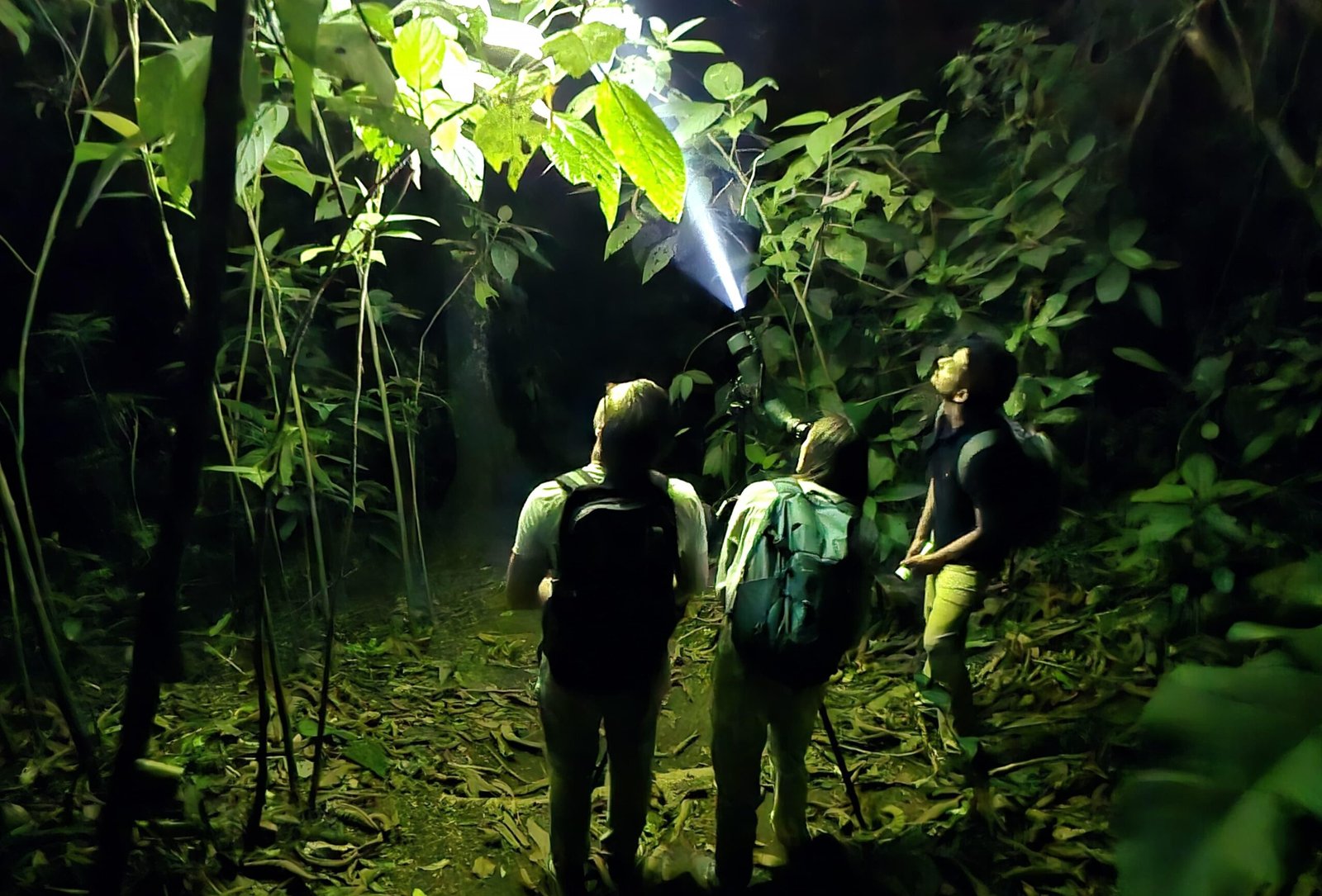 Night Walk 4